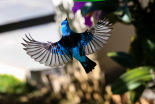 aves-casa-dos-arautos-casa-nossa-senhora-da-divina-providencia-passa-azul-natureza